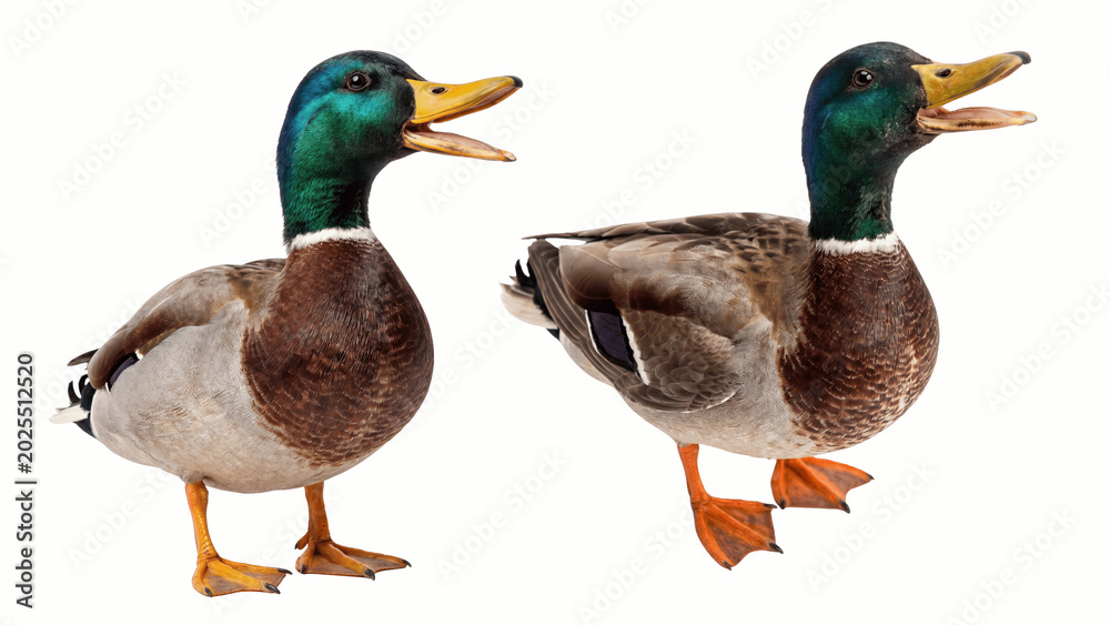 Αυτοκόλλητο Mallard ducks standing side by side isolated PNG On transparent background
