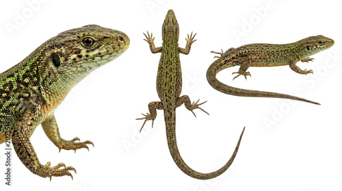 set of sand lizard (lacerta agilis) from different angles isolated on transparent background