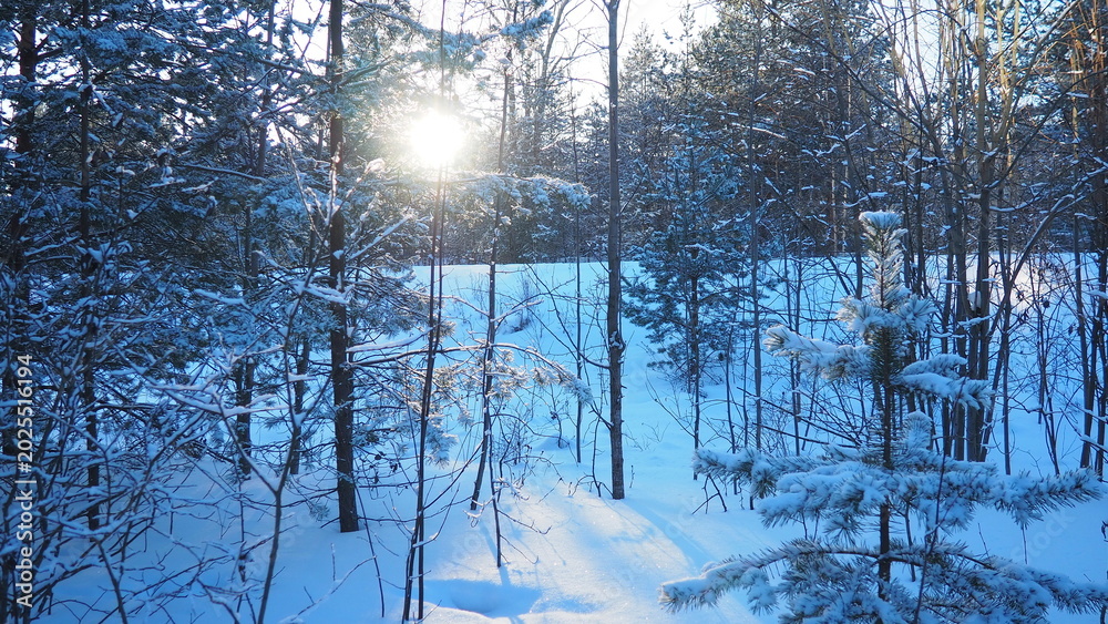 Obraz premium Sunlight shines through the branches of pine trees in Taiga Karelia. Snow covers the ground in winter. The forest is filled with tall trees and a bright blue sky
