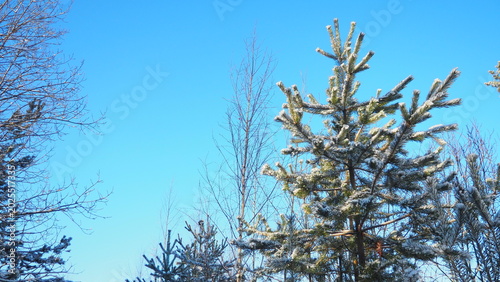 Fotografie Pine trees grow in Taiga Karelia with snow on their branches