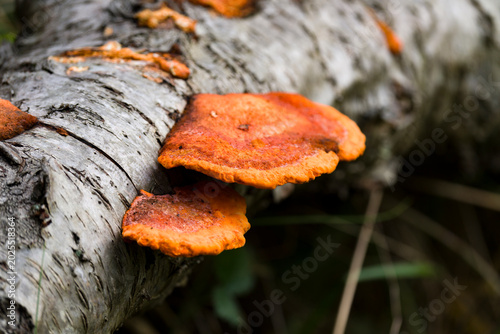 Quadro su tela Orange fungus on birch trunk in forest