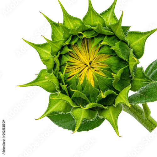 A bright yellow sunflower in summer, with green leaves, stands alone against a white background.