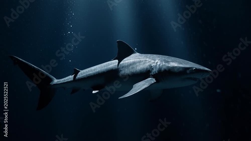 great white shark