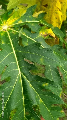 Sunlit Green Leaf with Natural Yellow Patterns