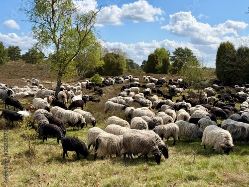 Heidschnucken