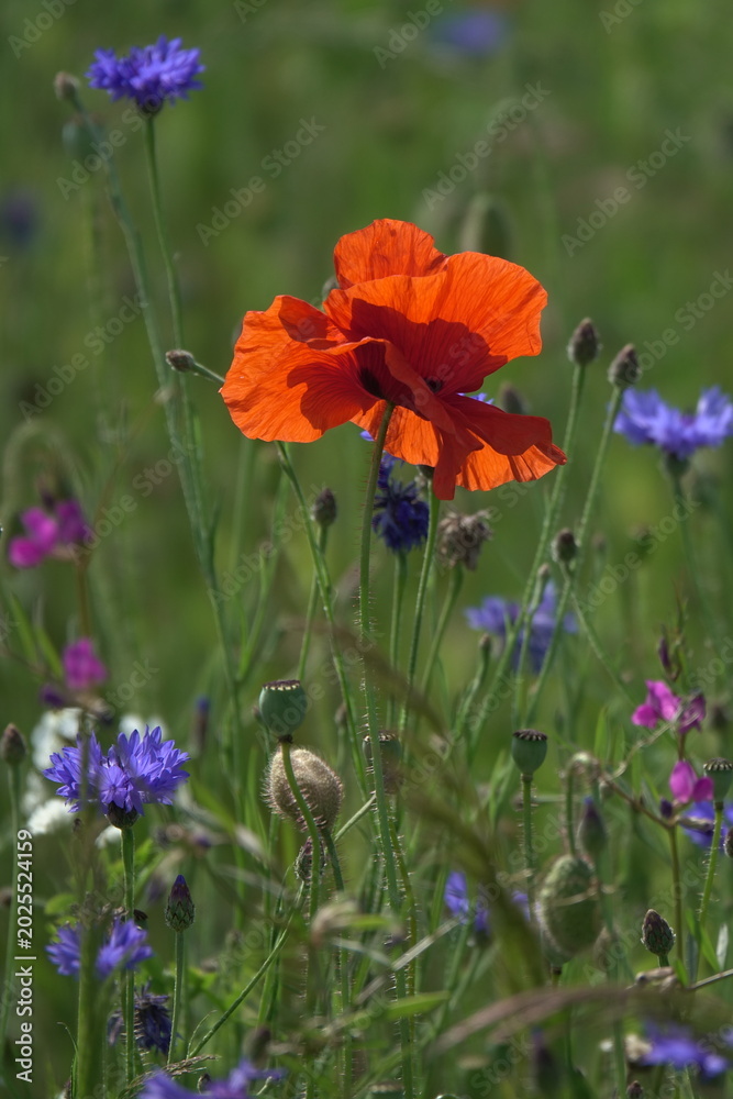 Fototapeta premium Klatschmohn und Kornblumen