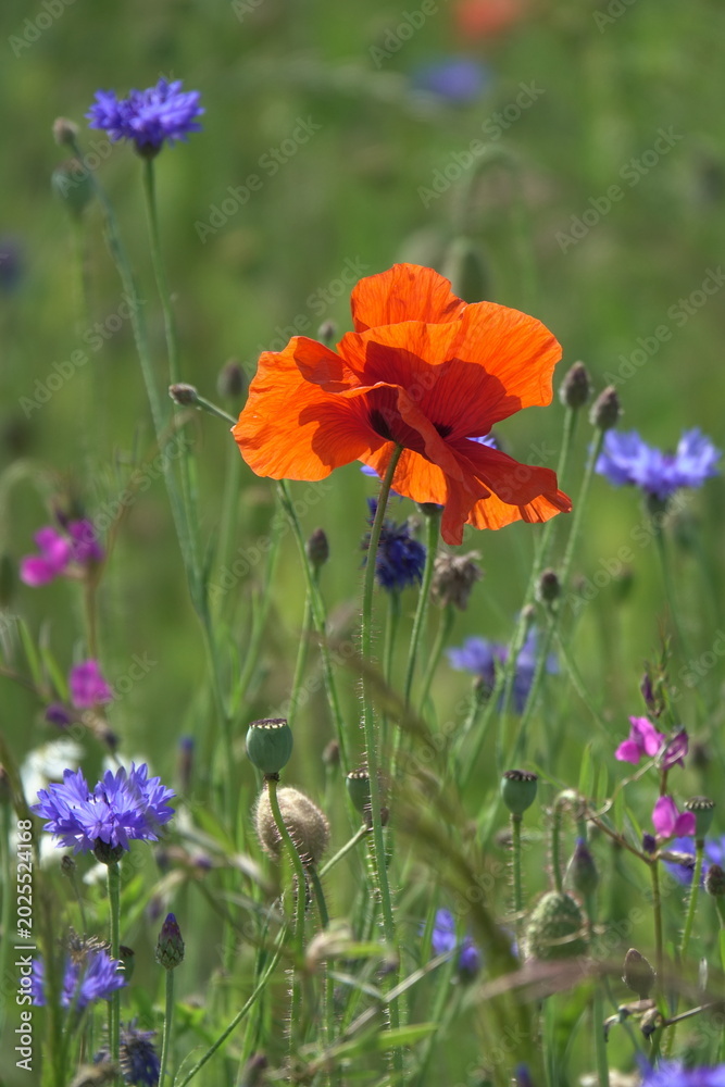 Fototapeta premium Klatschmohn und Kornblumen