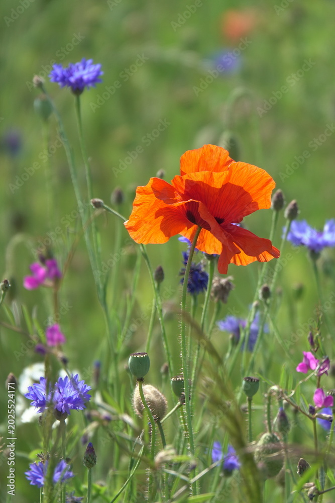 Fototapeta premium Klatschmohn und Kornblumen