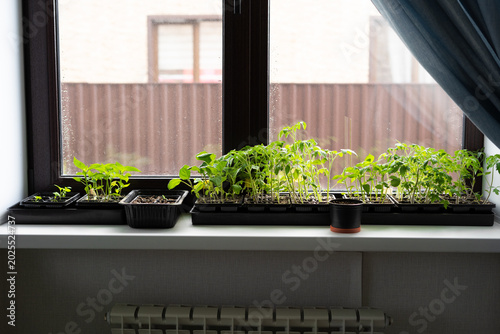 Foto Assorted seedlings growing on windowsill in spring for vegetable garden