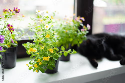 Quadro su tela Flower seedlings on windowsill with black cat resting nearby