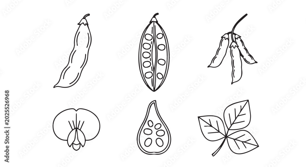 Fototapeta premium Collection of botanical illustrations of peas and beans with illustration vegetable agriculture botanical ingredient