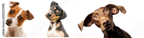 Bild auf Leinwand Three dogs of different breeds tilting their heads curiously, isolated on a whit