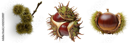Foto Three stages of horse chestnut fruit development: unripe cluster, open spiky husk with conkers, and ripe conker in husk, isolated on transparent background