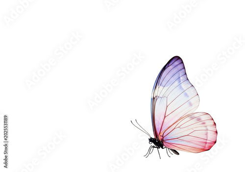 Beautiful butterfly with watercolor wings flying
