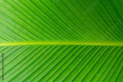 Background texture pattern, macro detail of Calathea Lutea leaf vein, natural fresh green wallpaper