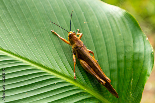 Close up of yellow wood grasshopper, Valanga nigricornis, on green leaves