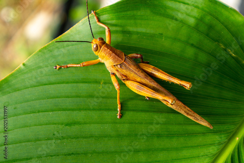 Close up of yellow wood grasshopper, Valanga nigricornis, on green leaves