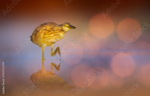 A heron searching for prey in the water. Nature background. 
