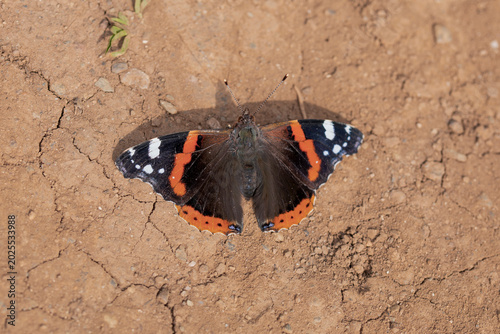 Принти на полотні Red Admiral Butterfly Vanessa atalanta