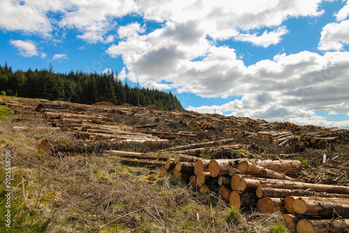 Photography Forestry logging site with stacked timber logs, cleared woodland, and evergreen forest beneath a dramatic sky, depicting timber harvesting, forest management, and commercial land use