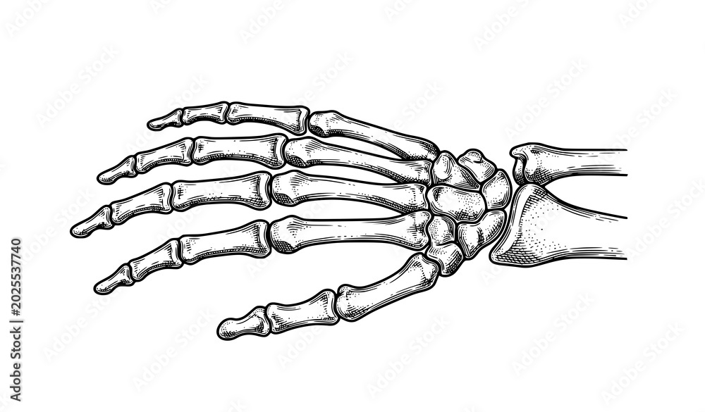 Obraz premium Vintage Human Hand Bone Anatomy Engraving Vector Medical Illustration