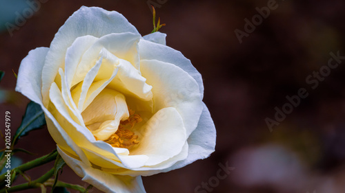 Photos やわらかな光に包まれた白いバラを写した上品な花の自然背景