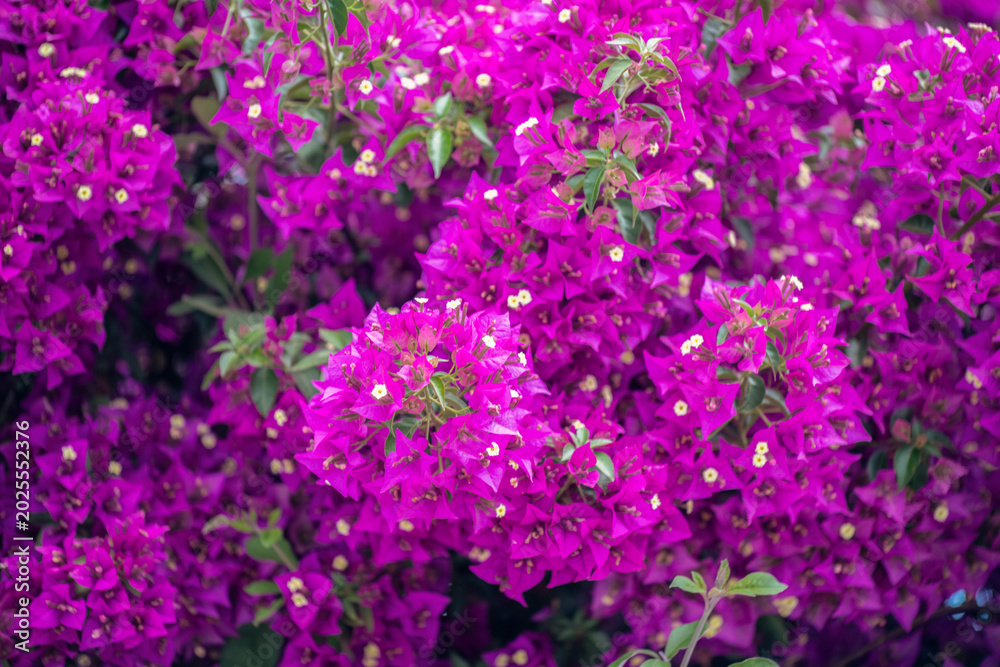 Obraz premium Gros plan sur un bougainvillier en fleurs