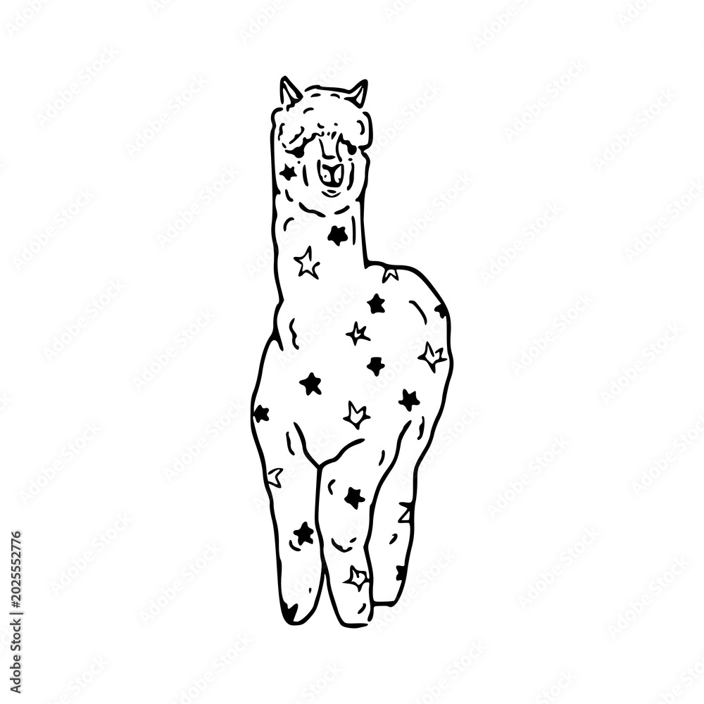 Fototapeta premium cute hand-drawn llama with star patterns vector illustration