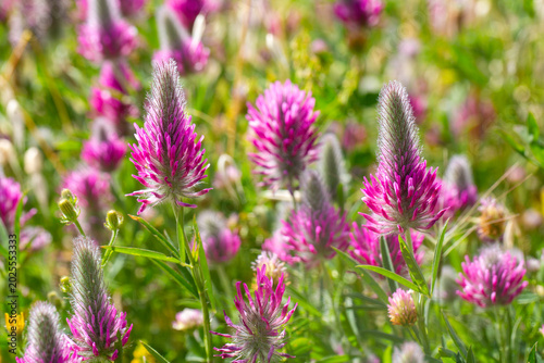 Field of Vibrant Pink Purpl...