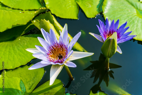 Purple water lilies blooming in a pond with green lily pads and an unopened bud, creating a serene tropical aquatic garden scene