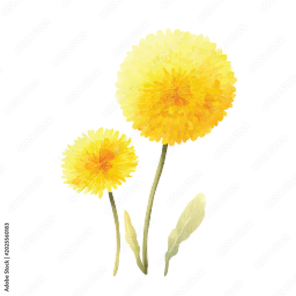 Fototapeta premium Two Yellow Dandelion Flowers Closeup.
