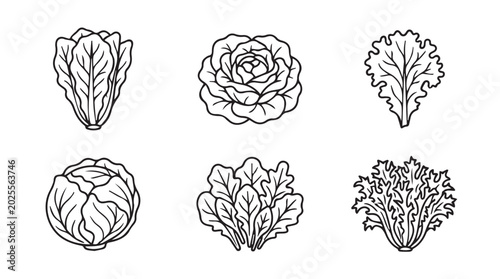 Assorted lettuce and cabbage varieties illustration with hand drawn vegetable illustration botanical isolated minimalist nutrition