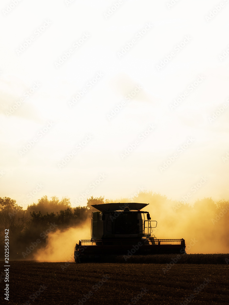 Fototapeta premium Combine Harvester at work in silhouette during harvest in evening light