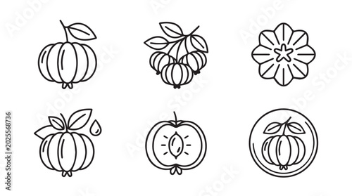 Hand-drawn black and white line art illustrations of guarana fruits and leaves whole and cross-section views botanical illustration collection caffeine supplement superfood pictogram