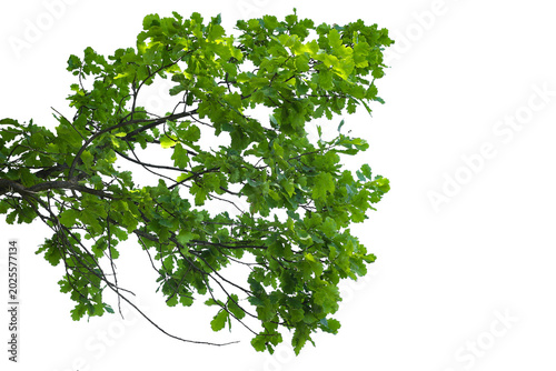 Photograph of a natural green spring oak branch during flowering