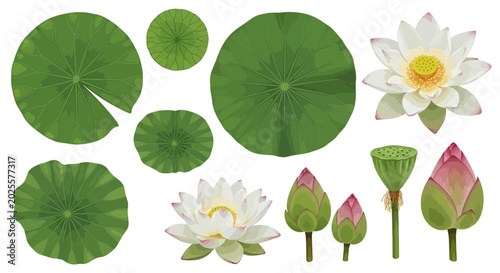 Lotus flower, water lily, green leaves, white blooms, floral elements, 12 piece vector set