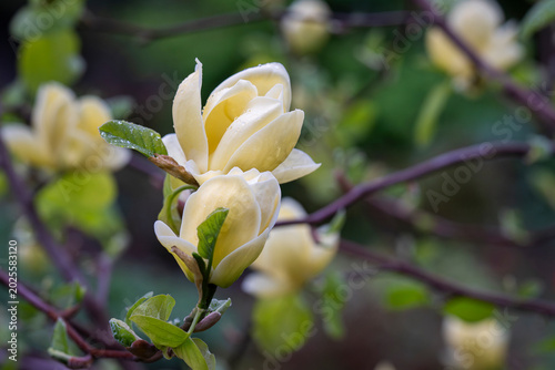 Like the first warm note of spring, the pale yellow magnolia bloom unfolds after rain, bringing light and calm to the garden. Soft yellow Magnolia × brooklynensis ‘Yellow Bird’ blossom opening. 