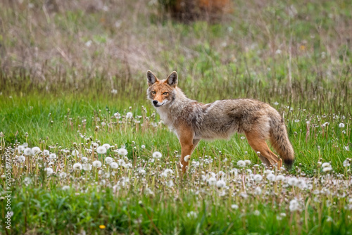Lone coyote standing in grassland