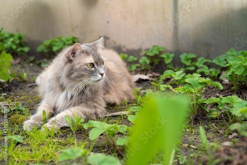 Photos Cat lying in garden bed surrounded by plants after rain