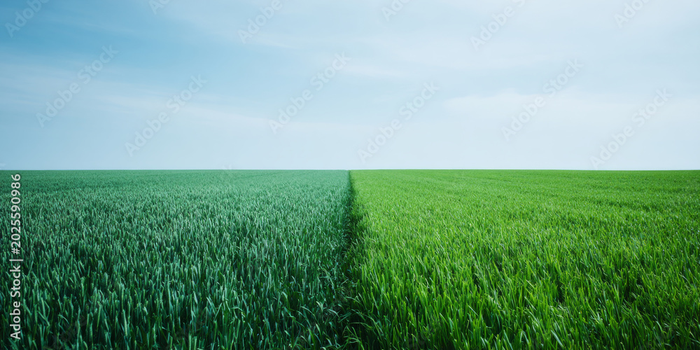 Obraz premium Divided green wheat field under blue sky