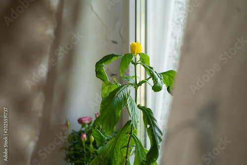 Tableau sur toile Golden shrimp plant with yellow bracts by window in natural light