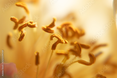 Detailed macro of golden peony stamens with warm natural lighting.