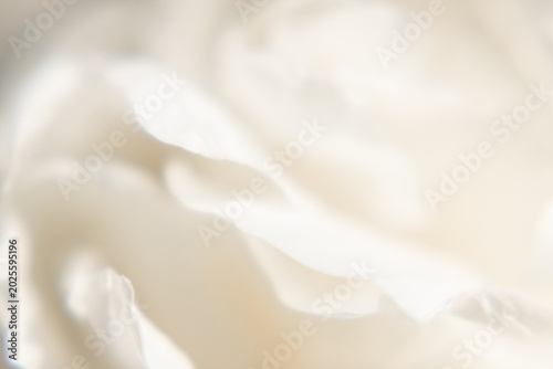 Photos Airy white peony petals in high-key macro photography.