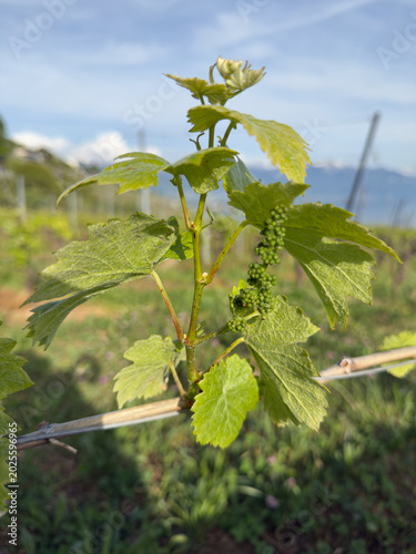 Fresh Swiss Grapevine Leaves and Delicate Tendrils in a Lush Close-Up of a Spring Vineyard