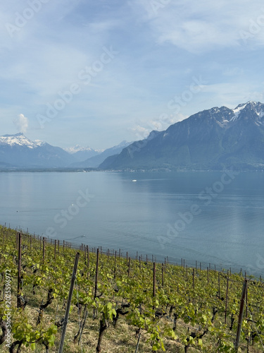 Lush Terraced Grapevines Overlooking the Shimmering Waters of Lake Geneva and Distant Swiss Alpine Peaks