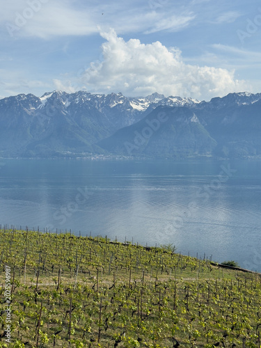 Terraced Swiss Vineyard Landscape With Lush Grapevines Overlooking Lake Geneva and Alpine Mountains