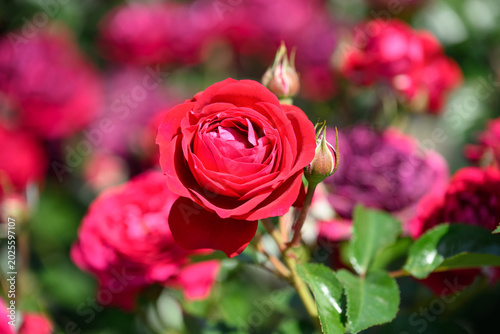 ローズガーデン　薔薇