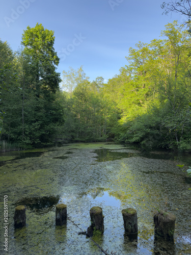 Five Wooden Posts Standing in the Calm Water of a Peaceful Swiss Forest Lake Surrounded by Lush Trees
