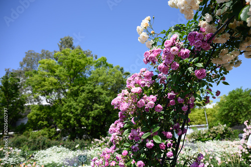 ローズガーデン　薔薇