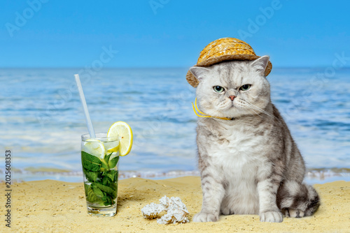 Funny grumpy cat in straw hat sitting on beach with mojito cocktail